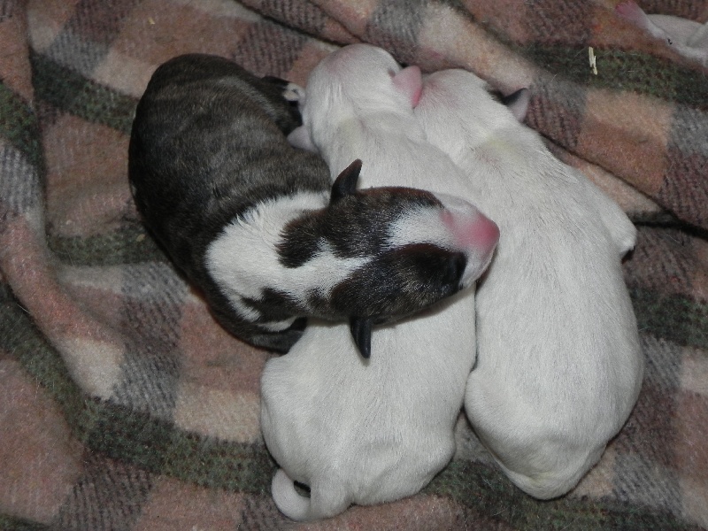 De La Féerie D' Bull - Bull Terrier - Portée née le 16/09/2012
