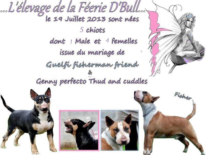 De La Féerie D' Bull - Bull Terrier - Portée née le 19/07/2013