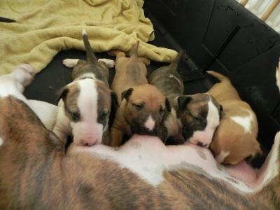 De La Féerie D' Bull - Bull Terrier - Portée née le 11/03/2011