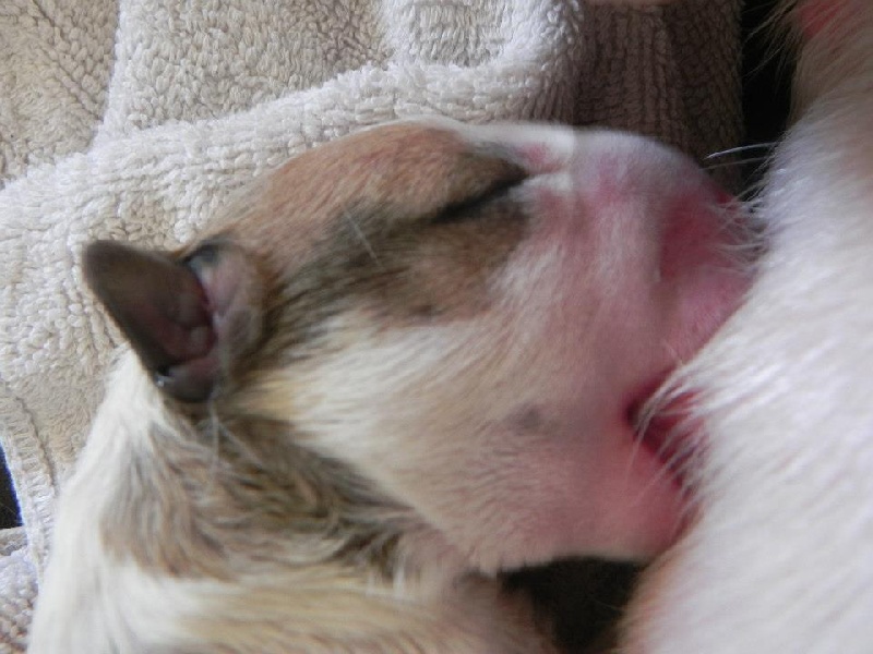 De La Féerie D' Bull - Bull Terrier - Portée née le 02/10/2012