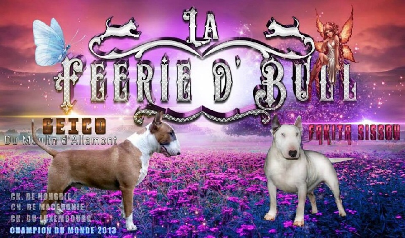 De La Féerie D' Bull - Bull Terrier - Portée née le 02/02/2014