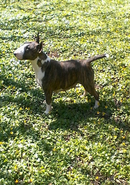 Hendy De La Féerie D' Bull